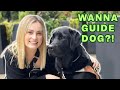 What You Should Know Before Getting A Guide Dog…