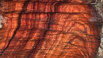 GL gốc trắc dây krôngpa tinh lõi lũa cực đẹp 51kg đục đẽo chơi tự nhiên đều víp ạ