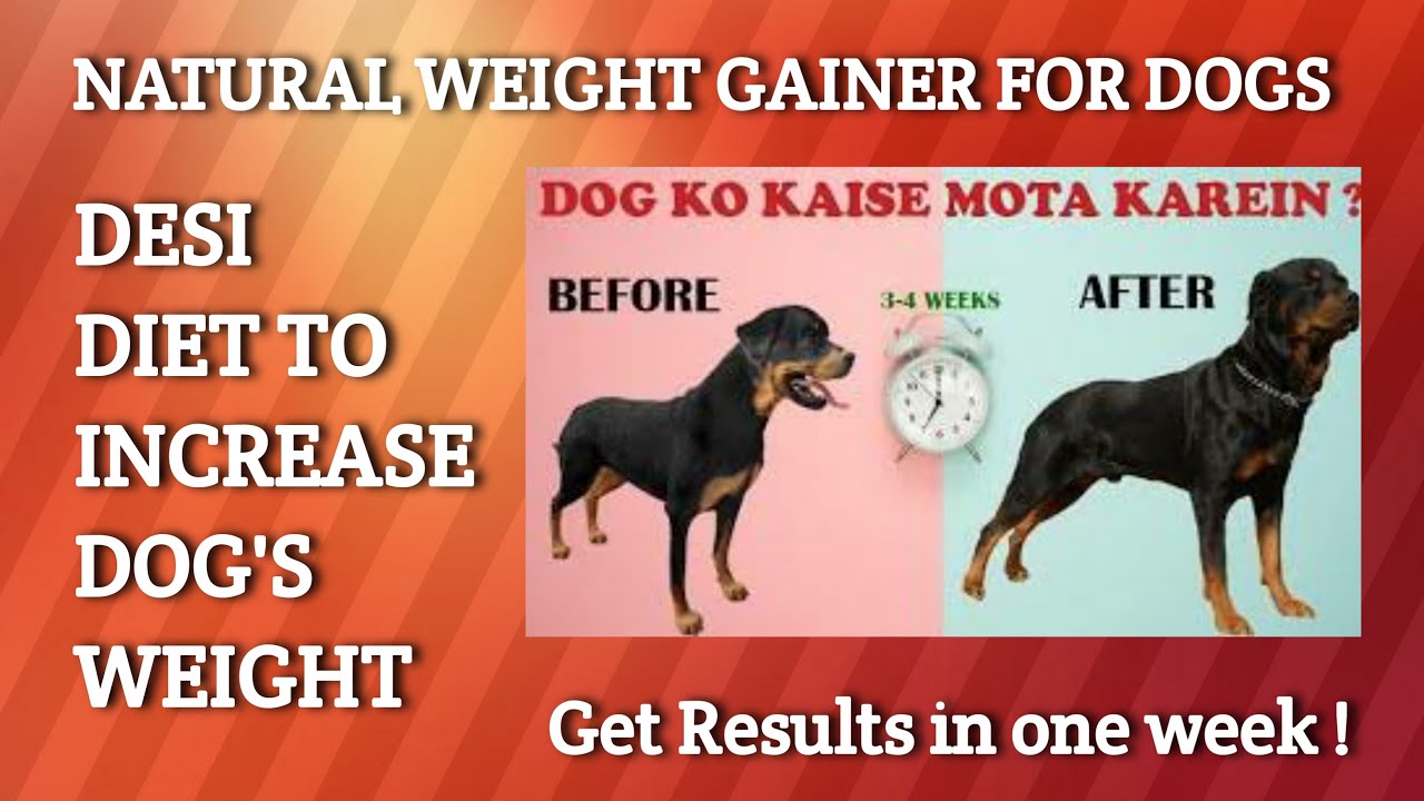 NATURAL WEIGHT GAINER FOR DOGS WEIGHT GAINING FORMULA FOR DOGS