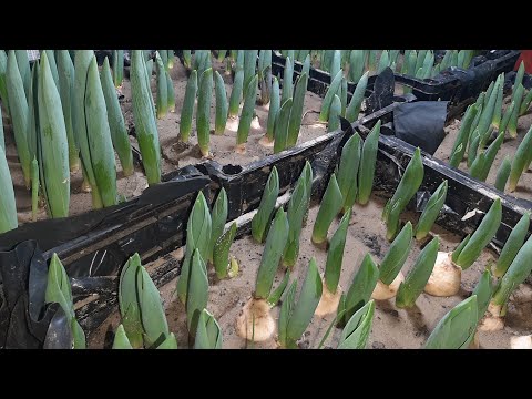 Как выгнать тюльпаны к 8 марта в домашних условиях видео