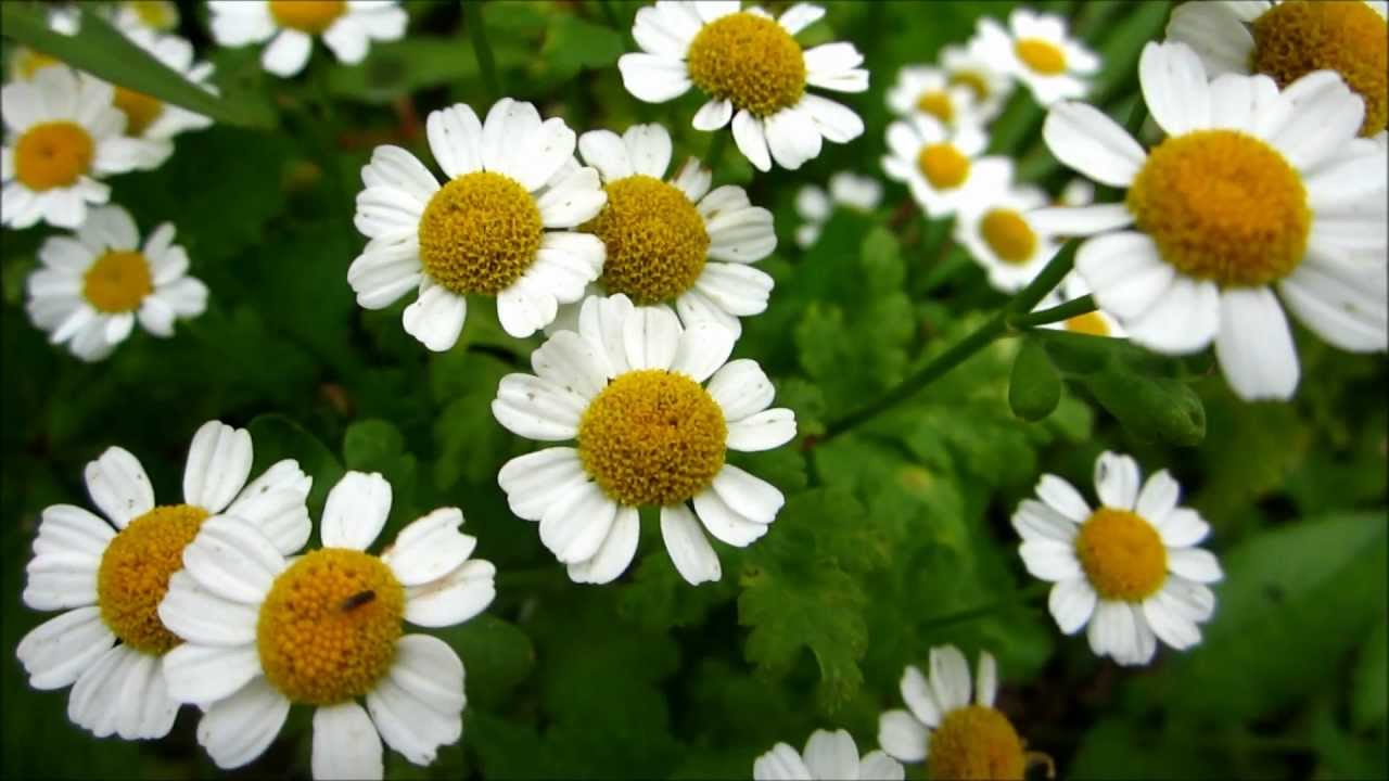 Feverfew (Tanacetum Parthenium) 20120917 YouTube