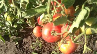 видео Томат Медовый спас: описание, характеристика и выращивание сорта, отзывы дачников