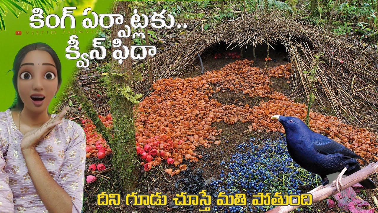 Bower bird's amazing nest skills in తెలుగు | telugu facts