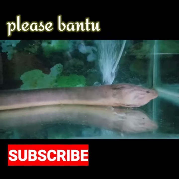 Story WA !! Pelihara belut purba didalam AQUARIUM 2 meter