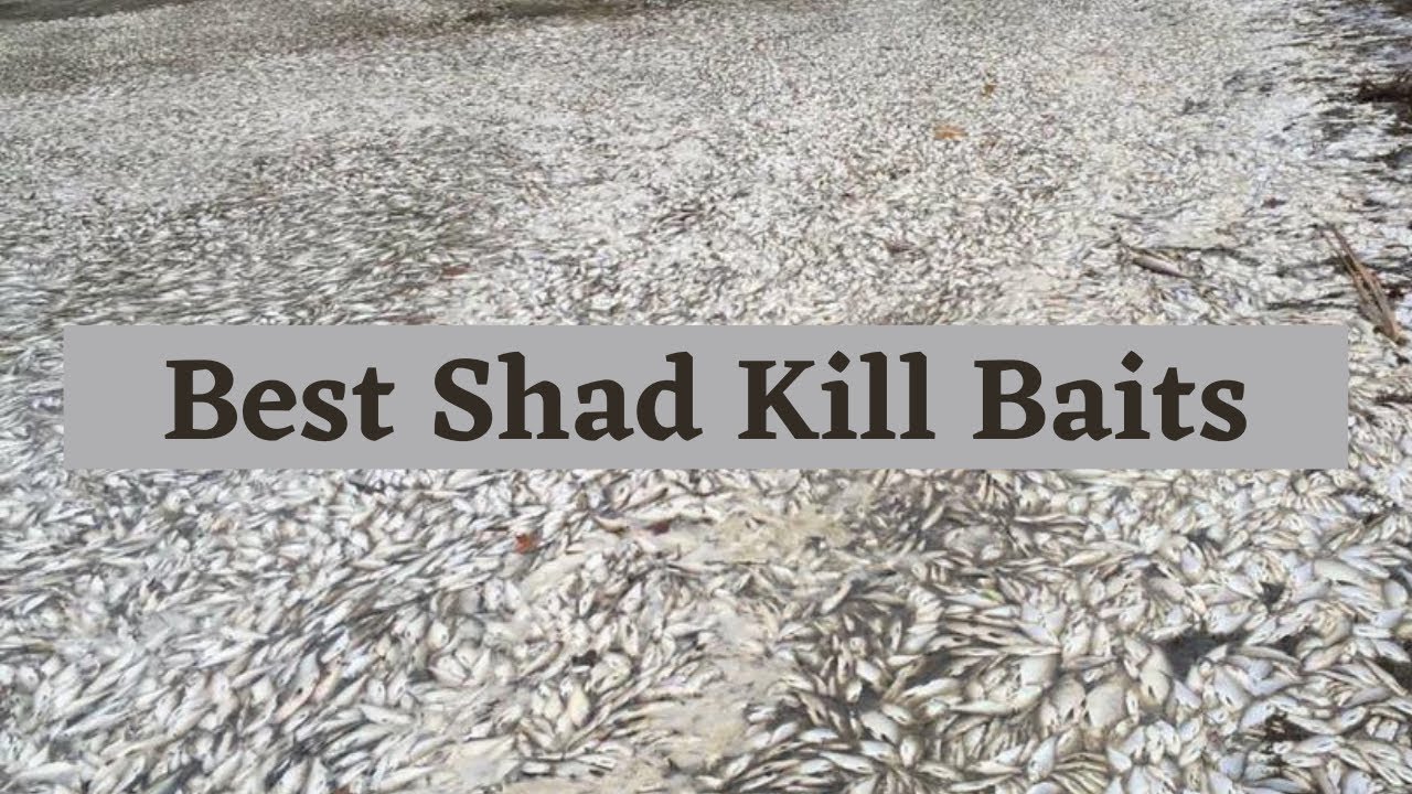 Best Baits To Use During A Shad Kill YouTube