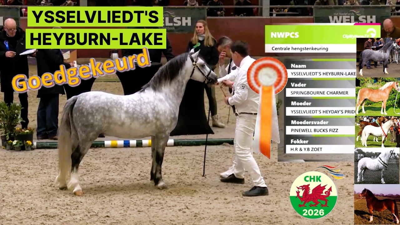 Welsh Mountain Stallion YSSELVLIEDT'S HEYBURN-LAKE *2020 s. Springbourne Charmer d. Y Heyday's Pride