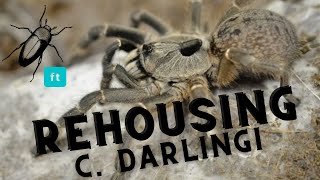 Ceratogyrus Darlingi Rehousing Ft. Darkling Beetle Zophobas Morio Gumala Na Superworm Nag Evolve