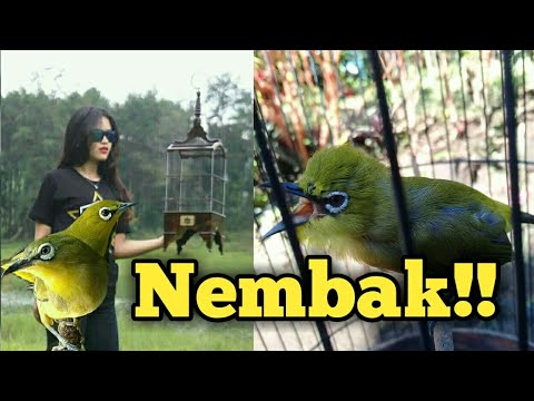 Suara Pleci Nembak Untuk Masteran Pleci Bahan