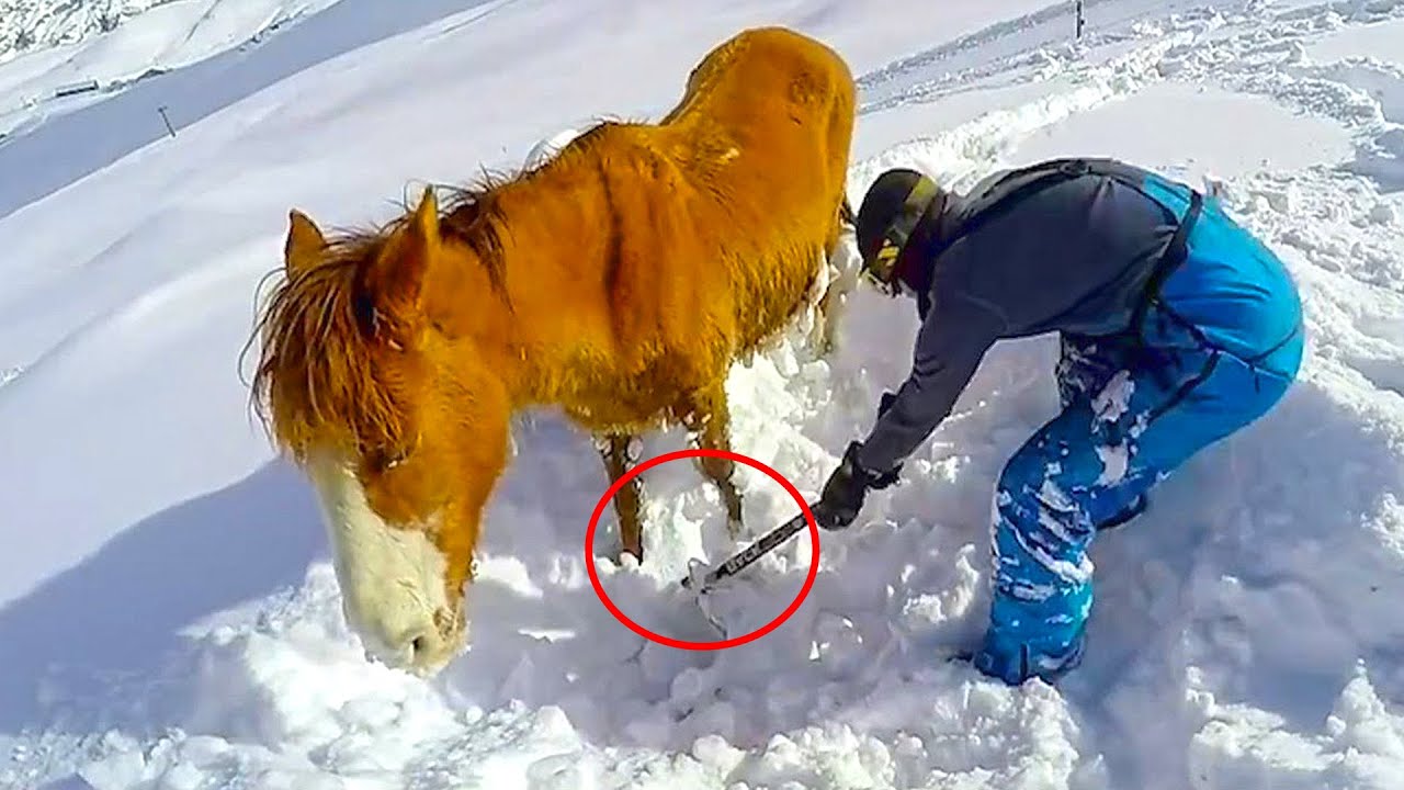 Animals That Asked People for Help | Random Acts of Kindness