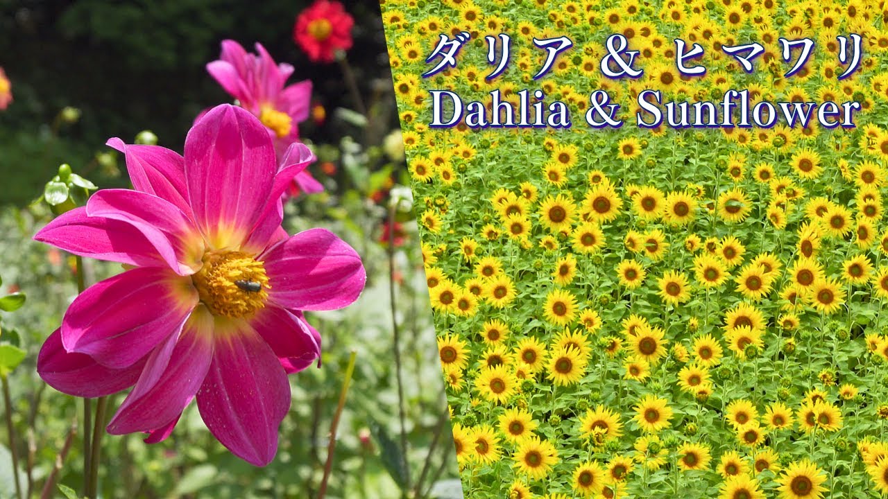 Прекрасные георгины и ковер из 360 000 подсолнухов, Эхиме, Сикоку, Япония