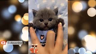 Cats And Dogs All Funny Must Watch Clips