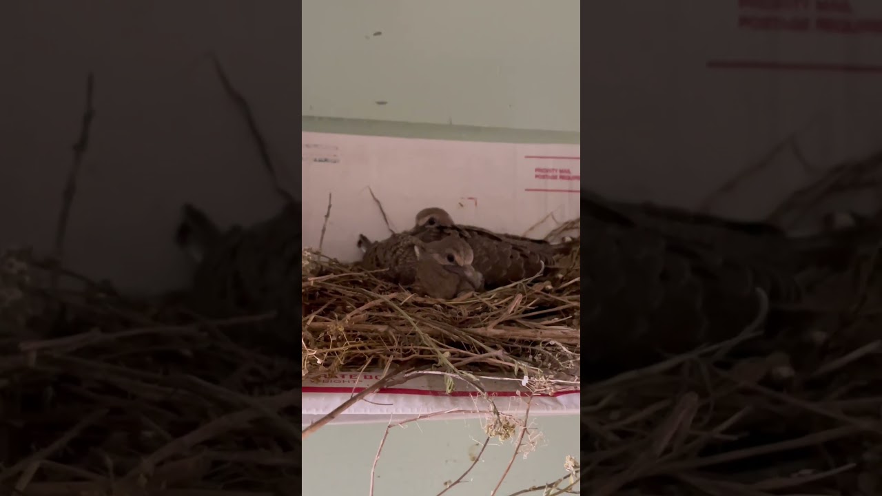 Baby Doves Home Alone 5-25-23 