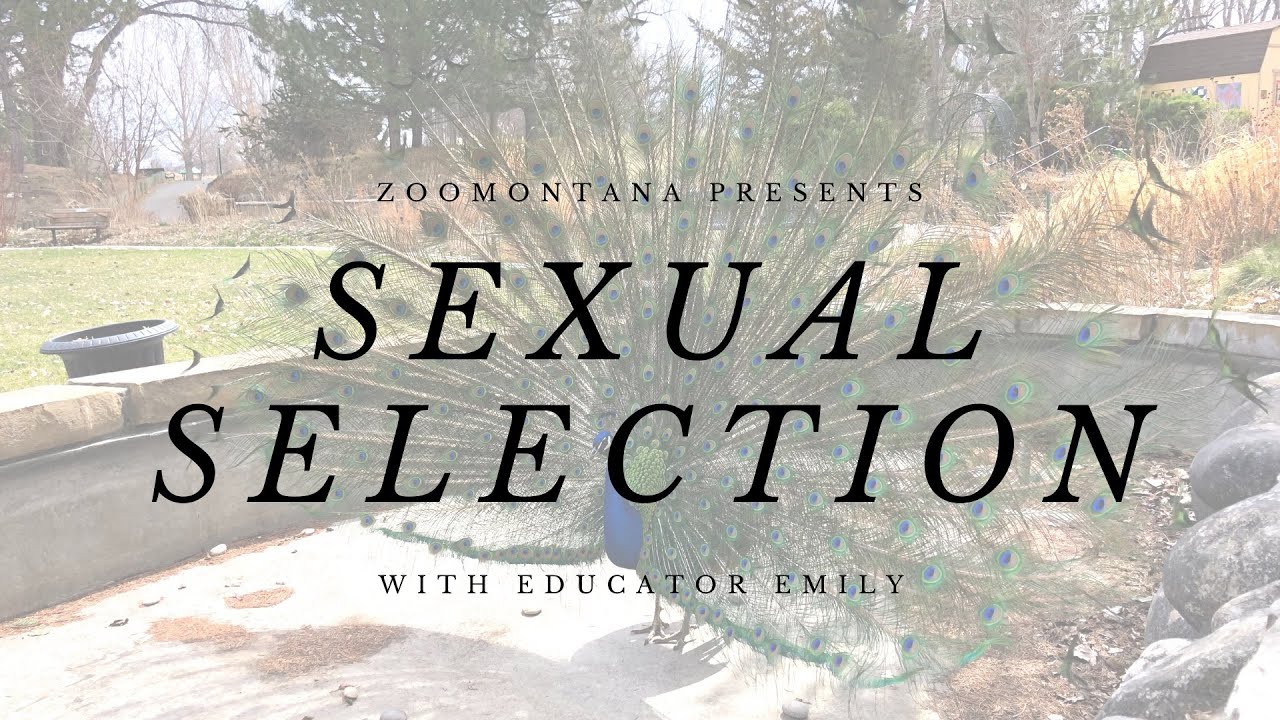 Sexual Selection