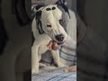 what is kibble? #dog #dogs #dogshorts #puppy #bully #pitbull #bulldog #pittie #achilles #dogo #bull