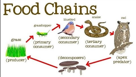 Food Chain | Energetic Hypothesis | Dynamic Stability Hypothesis | Ecology | Evs | ICN BIOLOGY