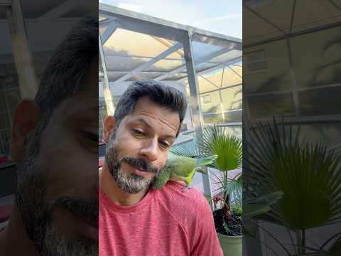 Wild trained Parrot Quaker #wbjadventures #quakerparrots #parrot