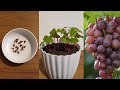Comment faire pousser du raisin  partir de graines  la maison  faire pousser des raisins  partir de graines mthode facile