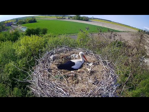 Pasieka Stork Nest