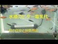 [新しいコレクション] ネオンテトラ ヒーター 電気代 347310-ネオンテトラ ヒーター 電気代