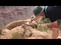 Helping a thirsty squirrel at the Grand Canyon