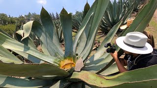 LA RUTA DEL PULQUE en Tepotzotlán 🌵 San Manuel de los Magueyes