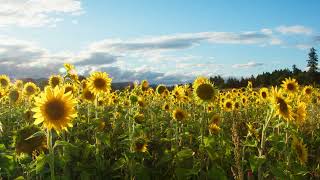 Información Sunflower Field at Sunset 🌻 1 Hour Relaxing Bird Sounds & Nature Ambience (4K) Noticias