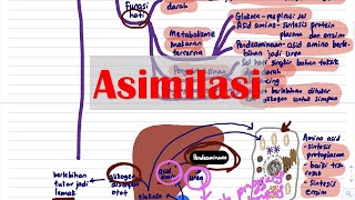 Asimilasi | Biologi T4
