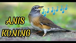 Burung Anis Kuning Lereng Merapi_Suara Plong san Keras