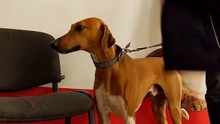 АЗАВАК. Выставка борзых. Апрель 2016 | AZAWAKH. Sighthound dog show. April 2016 АЗАВАК. Выставка борзых. Апрель 2016 | AZAWAKH. Sighthound dog show. April 2016