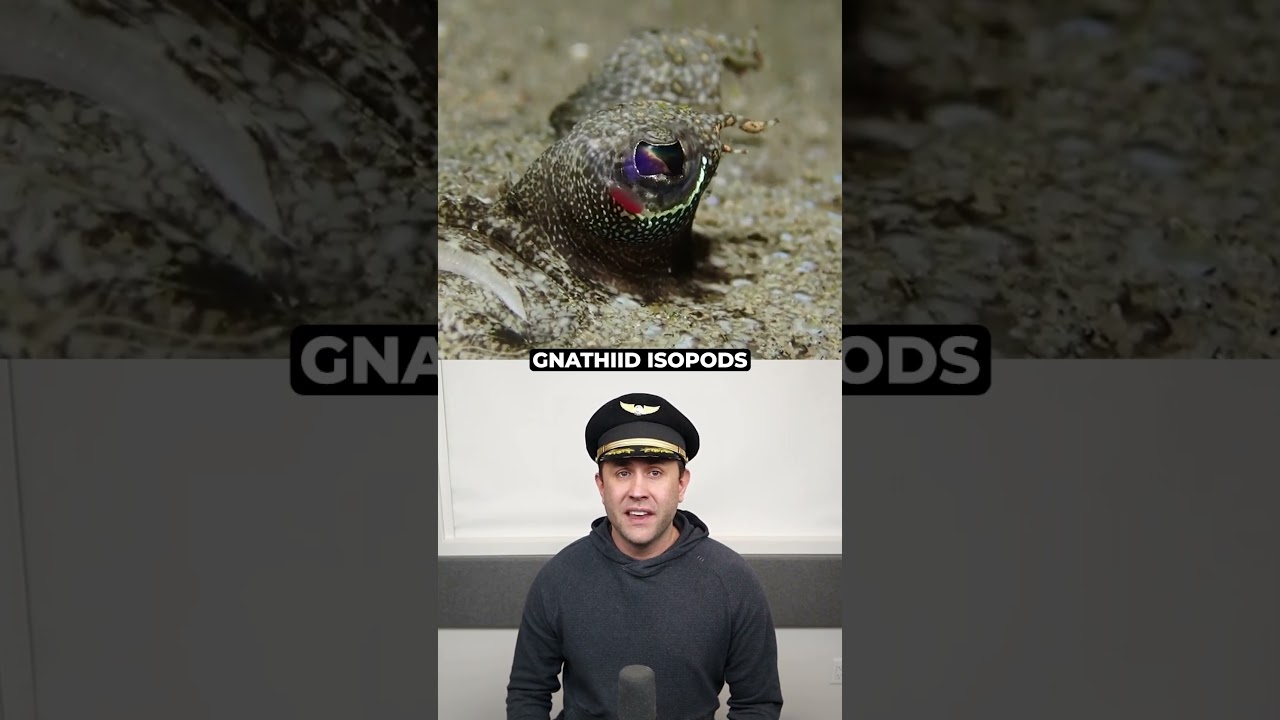 This Fish Sleeps In A Bubble Of It’s Own Snot.