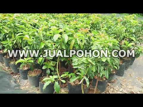Bibit Pohon Alpukat Aligator 1 Meter up Batang Kokoh Bisa Ditabulampot