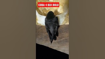 Thumbnail of Cara sederhana menambah populasi burung walet #shorts