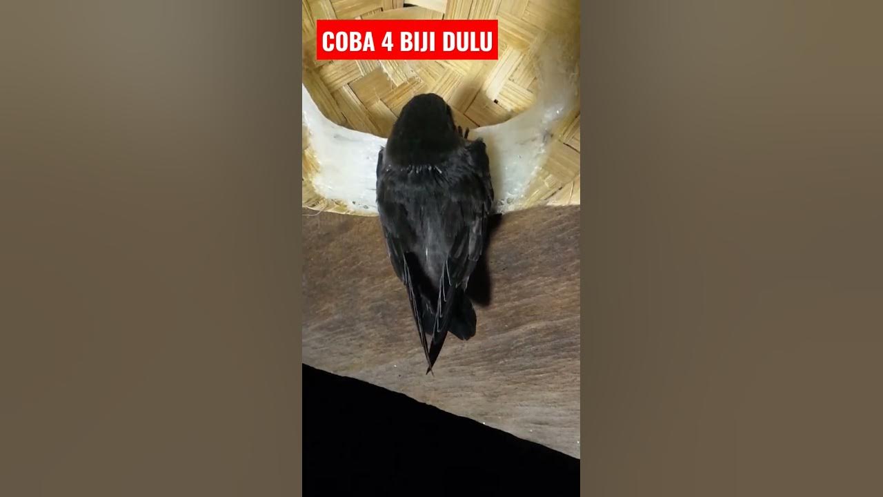 Cara sederhana menambah populasi burung walet #shorts