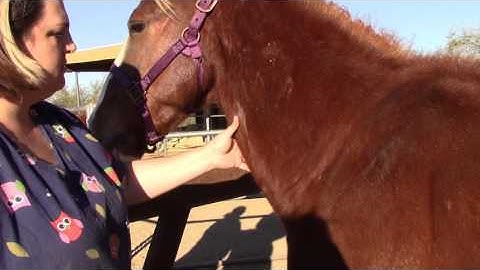 Equine IV Injection Skill #42