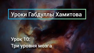 Рептильный мозг, лимбический мозг и неокортекс