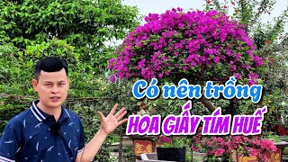 Có nên trồng hoa Giấy tím huế hay không?