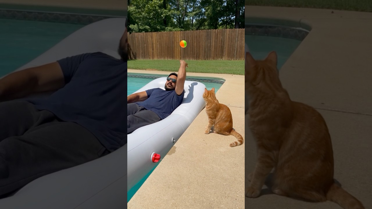 He Said “I’m Busy!”… So The Cat Canceled His Pool Day! 😹💦😂 썸네일