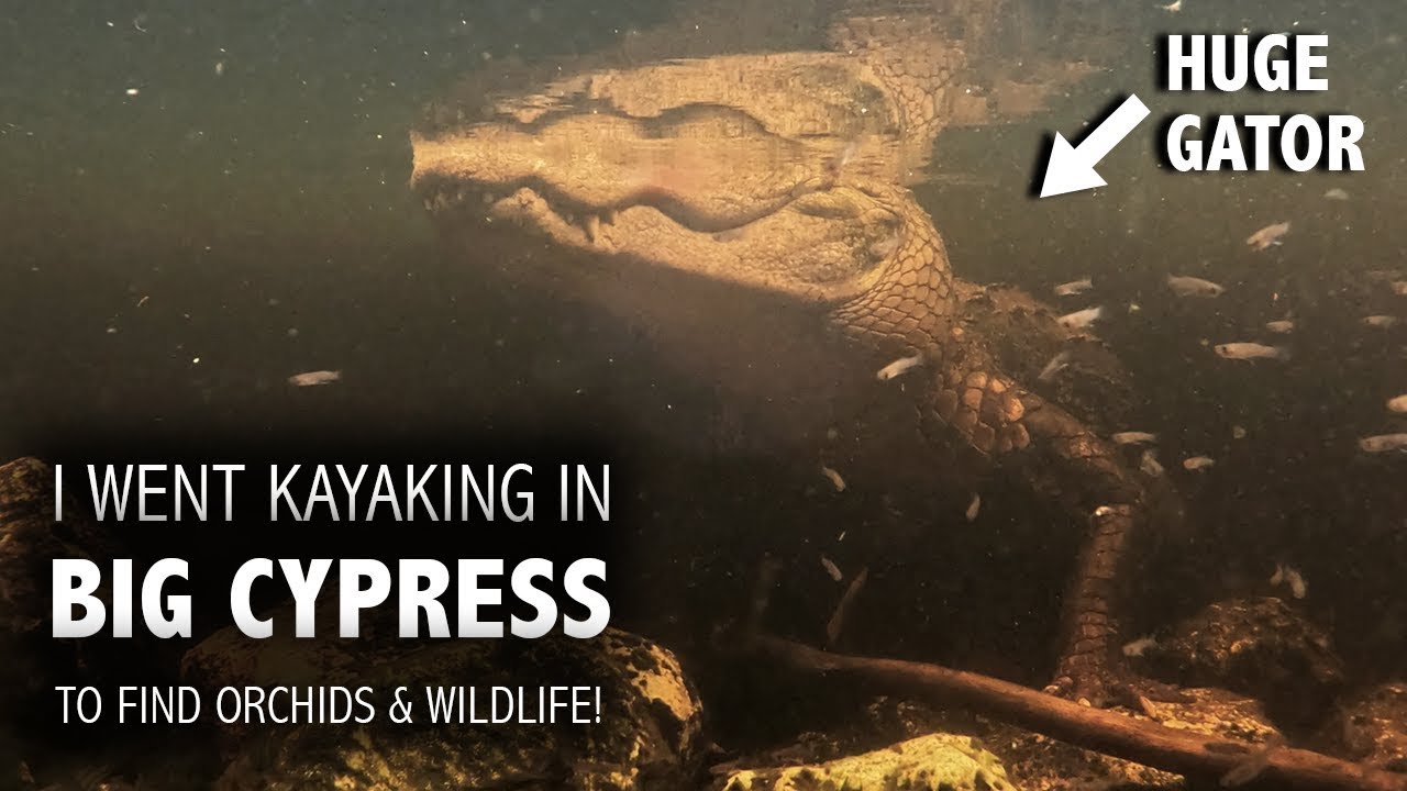 Исследование Эверглейдс во Флориде на каяке: редкие орхидеи в дикой природе + встречи с подводным...