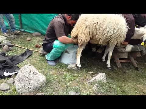 Beritan Aşireti Karakoçan Cobur (Gündeğdi) Köyü Civarı