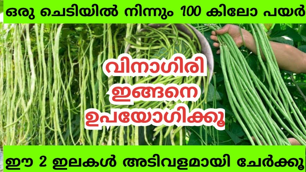 പയർ കൃഷി എളുപ്പത്തിൽ ആക്കാം ഈ ഒരു കാര്യം ശ്രദ്ധിക്കൂ!!|Krishi|Growing long beans from seeds at home