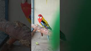 💛 Golden Mantle Rosella ♥️
