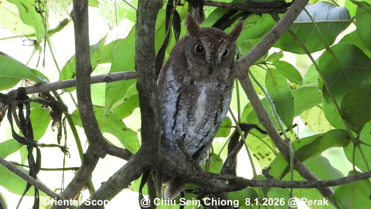Oriental Scops-Owl @ Chiu S C DSCN1318