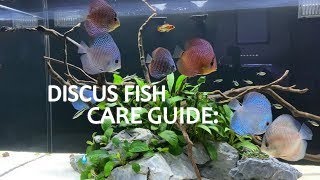 DISCUS FISH CARE GUIDE: Habitat and Tank Requirements | Part 1 of 2