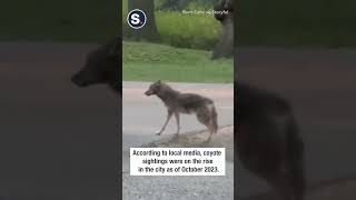 ‘Large’ Coyote Spotted Strolling Around Central Park by Storyful 37 views 1 day ago 1 minute, 4 seconds