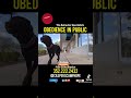Obediencia En Público Con Labrador