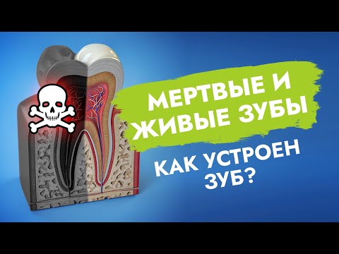 Как устроен зуб? Мертвые и живые зубы!