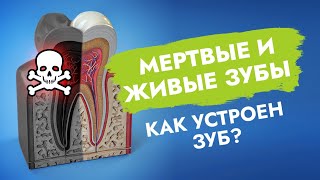 Как устроен зуб? Мертвые и живые зубы!