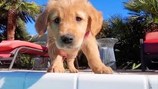 Golden Retriever Puppy first time swimming In A Pool!!
