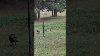 Turkey takeover #nature #wildlife #animals #birds #turkey