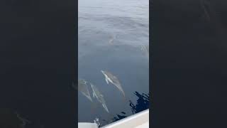 Dolphins Play With Catamaran As Tourist Attempts High-Five